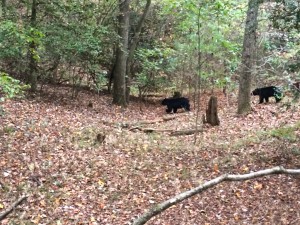 Warrior Creek Bears-1