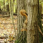 Fox Squirrel by Joe Henz