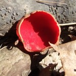 Red Fungus by Joe Henz