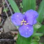 Wild Iris Along the AT Virginia 2008 by Dave Haggist